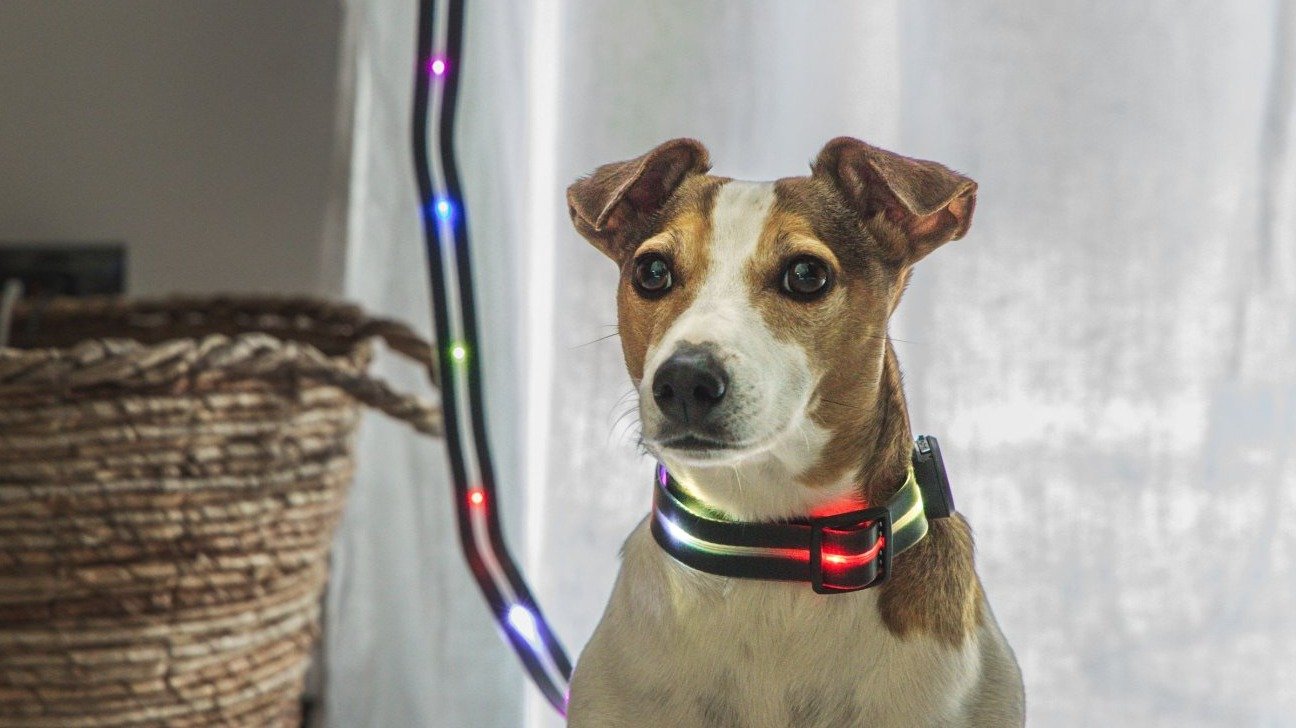 Proč je důležité nosit obojek?