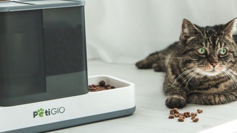 Důležitost rutiny pro mazlíčky