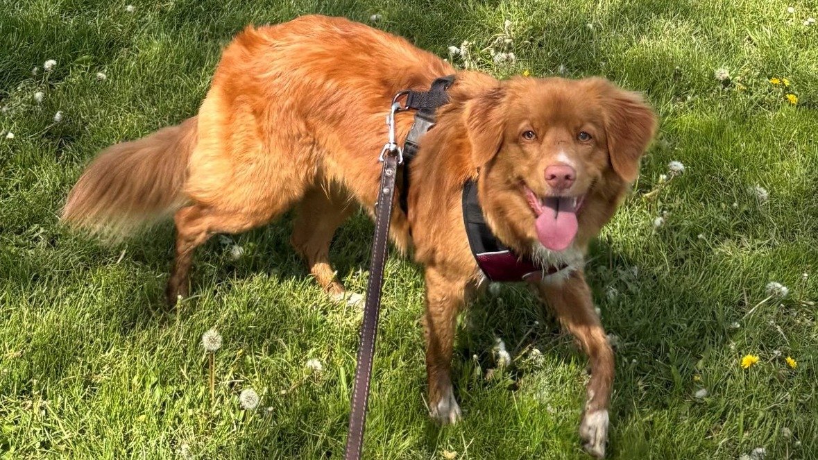 Psi a kočky: Jak zajistit šťastný a zdravý život vašemu mazlíčkovi