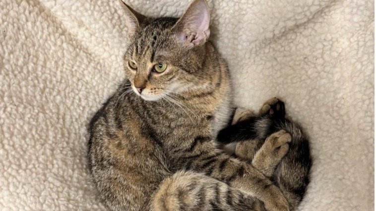 Výhody adopce zvířete z útulku