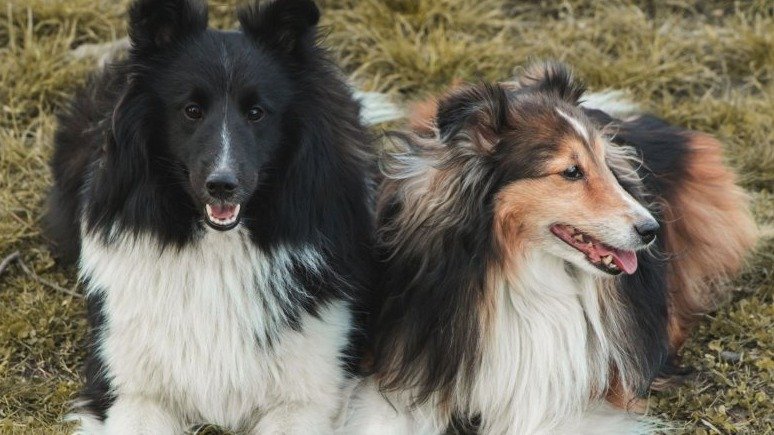 Výcvik psa: Chyby, které děláte (a možná o tom ani nevíte)